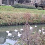 La Haine et ses cygnes